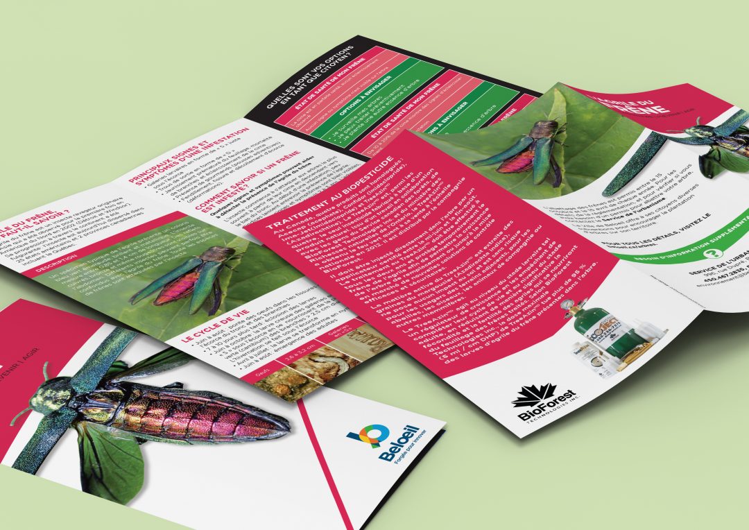 StudioPink, Createur d'image / Agence de publicité - Brochure Trifold - Agrile du frene - Ville de Beloeil